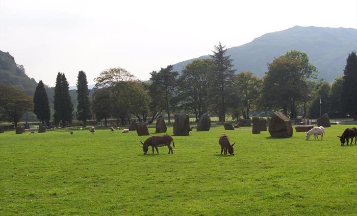 Farm animals on-site